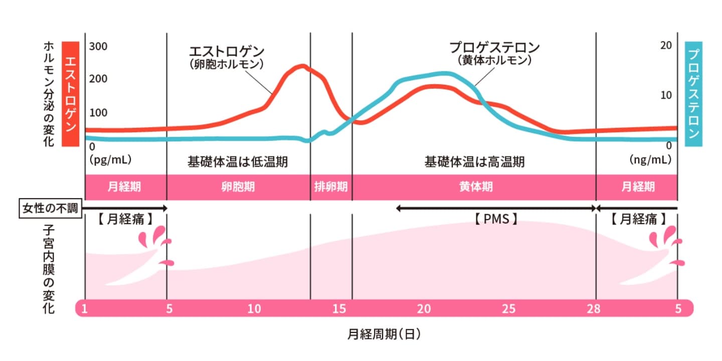 月経周期