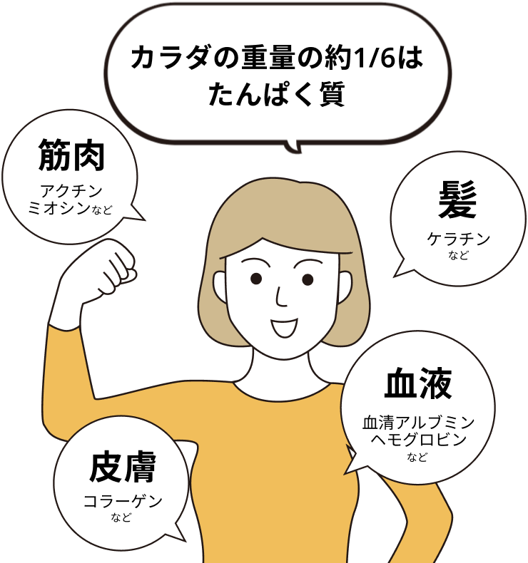 なぜたんぱく質はダイジなの？