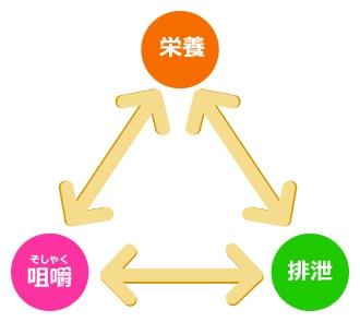 健康を保つ3つの要素「栄養」「咀嚼」「排泄」