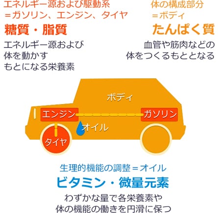 栄養の働きは車を動かすメカニズムと同じ