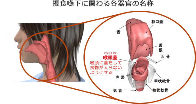 摂食嚥下に関わる各器官の名称