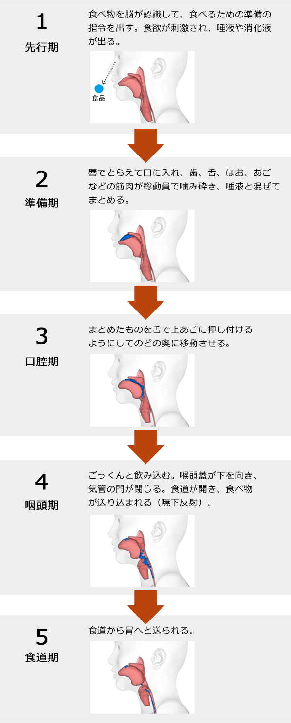 摂食・嚥下の5期