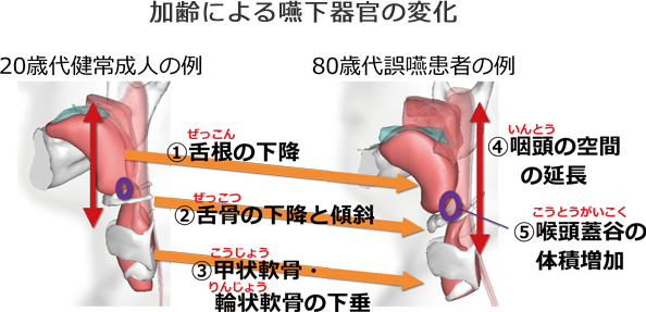 摂食嚥下に関わる各器官の名称