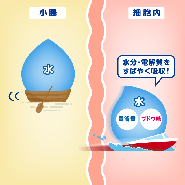 水分・電解質をすばやく吸収！