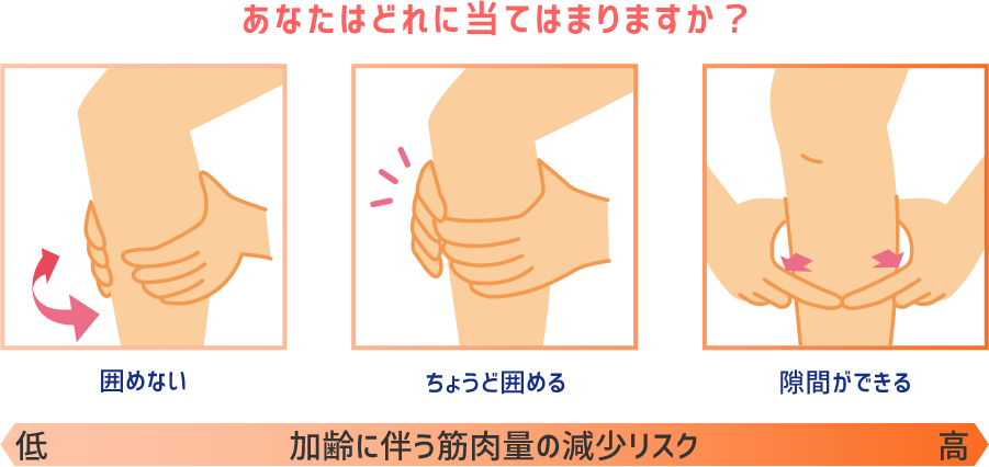 あなたはどれに当てはまりますか？ 囲めない：「加齢に伴う筋肉量の減少リスク：低」ちょうど囲める：「加齢に伴う筋肉量の減少リスク：中」隙間ができる：「加齢に伴う筋肉量の減少リスク：高」