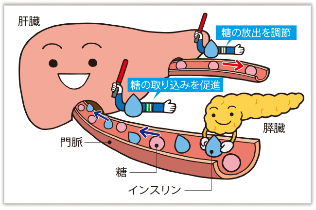 インスリンによる肝臓への糖の取り込み促進　図2