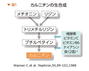 カルニチンの生合成