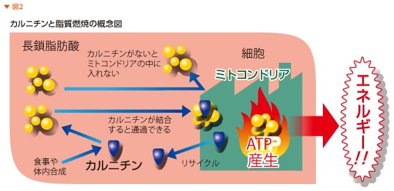 カルニチンと脂質燃焼の概念図