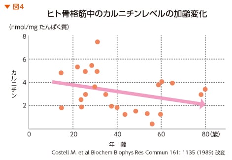 ヒト骨格筋中のカルニチンレベルの加齢変化