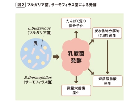 図2：ブルガリア菌、サーモフィラス菌による発酵