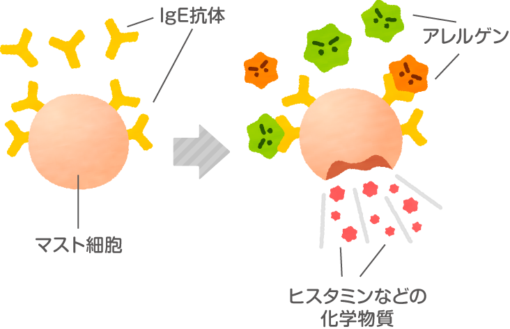 アレルギーの一種 食物アレルギーを知ろう 知って 食物アレルギー 株式会社 明治 Meiji Co Ltd