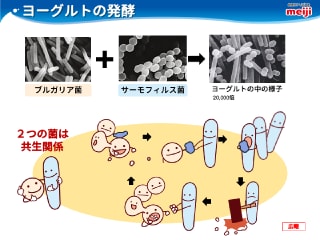 ヨーグルトのひみつ スライドイメージ