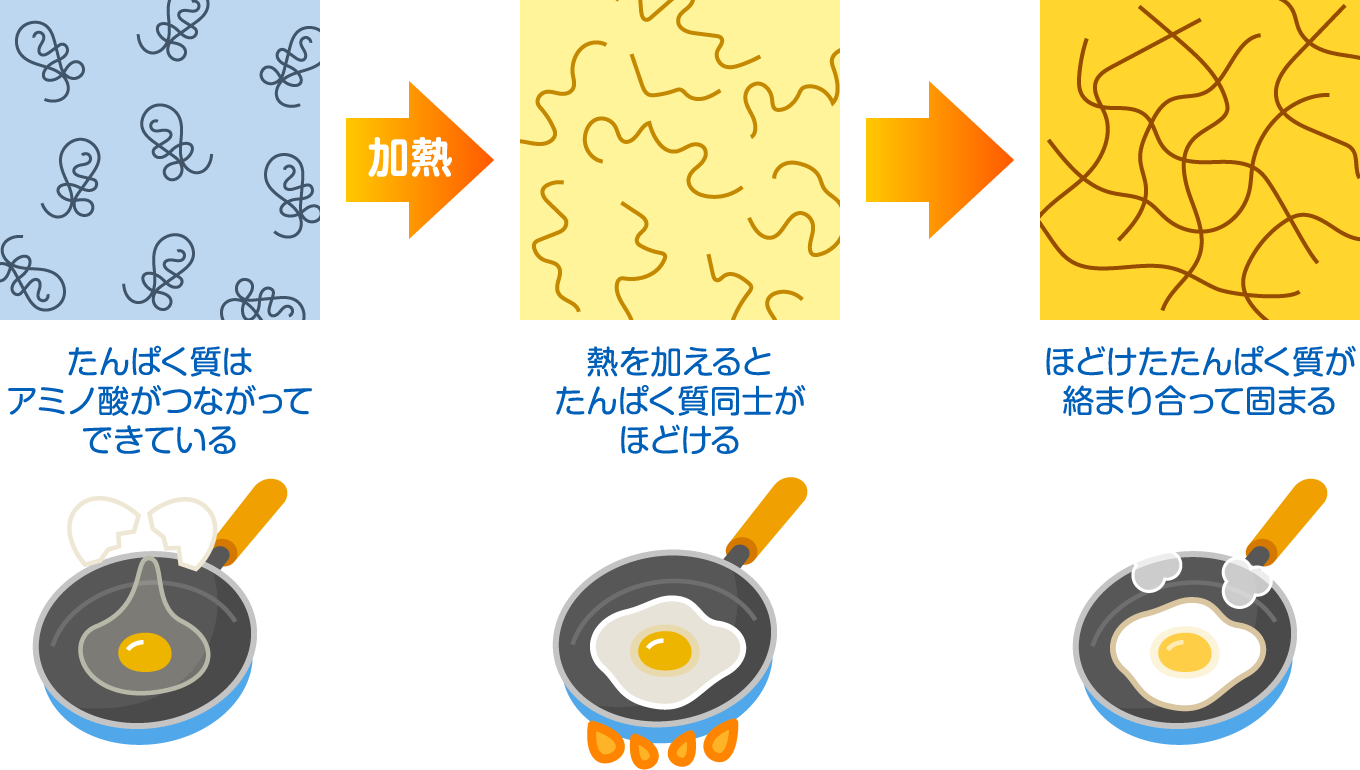 熱凝固（ねつぎょうこ）の性質