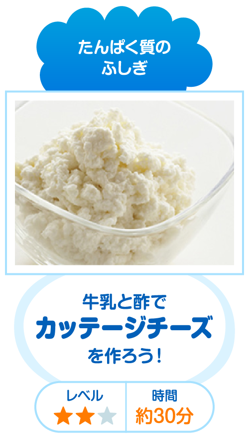 たんぱく質のふしぎ 牛乳と酢でカッテージチーズを作ろう！