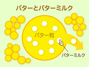 バターができる原理 イメージ3