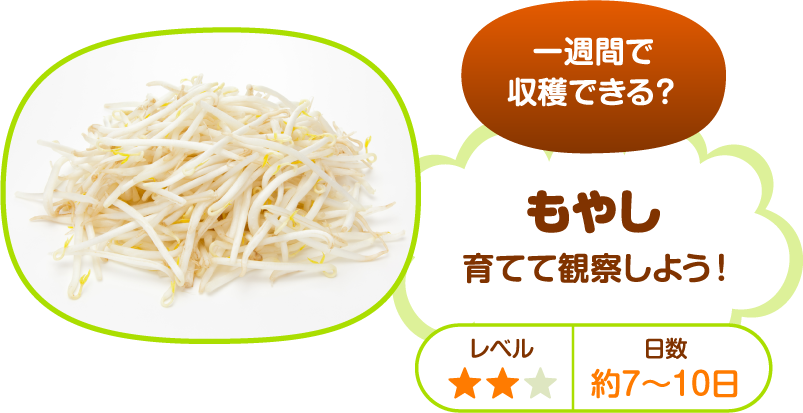 一週間で収穫できる もやしを育てて観察しよう わくわく 野菜を育てて観察しよう 明治の食育 株式会社 明治 Meiji Co Ltd