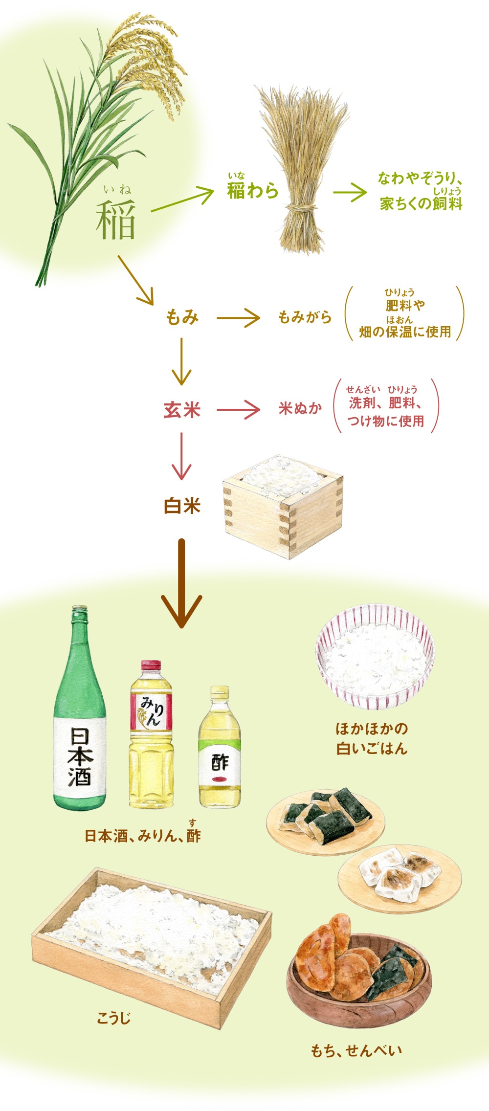 稲→稲わら→なわやぞうり、家ちくの飼料／稲→もみ→もみがら（肥料や畑の保温に使用）／もみ→玄米→米ぬか（洗剤、 肥料、つけ物に使用）／玄米→白米→日本酒‏・みりん・酢、こうじ、ほかほかの白いごはん、もち‏・せんべい