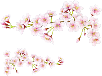 桜