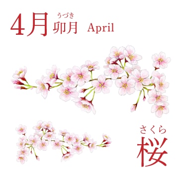4月（卯月／April）『桜』