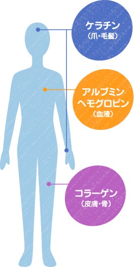 第2回 たんぱく質 って 何だろう 知ってミルク 明治の食育 株式会社 明治 Meiji Co Ltd