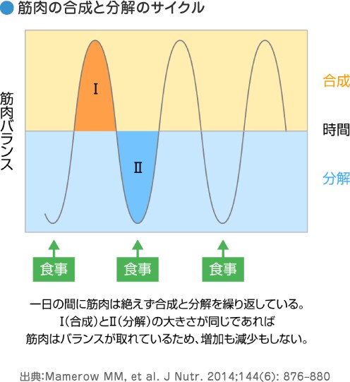 第2回 たんぱく質 って 何だろう 知ってミルク 明治の食育 株式会社 明治 Meiji Co Ltd 第2回 たんぱく質 って 何だろう 知ってミルク 明治の食育 株式会社 明治 Meiji Co Ltd