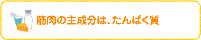 筋肉の主成分は、たんぱく質