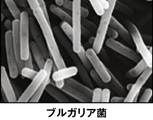 ブルガリア菌