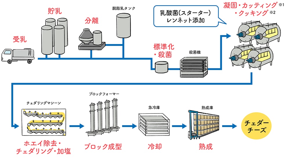 チーズの製造工程（チェダーチーズの場合）