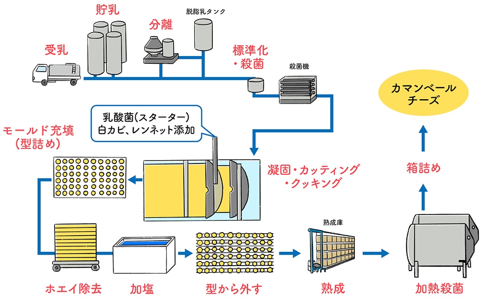 チーズの製造工程（カマンベールチーズの場合）