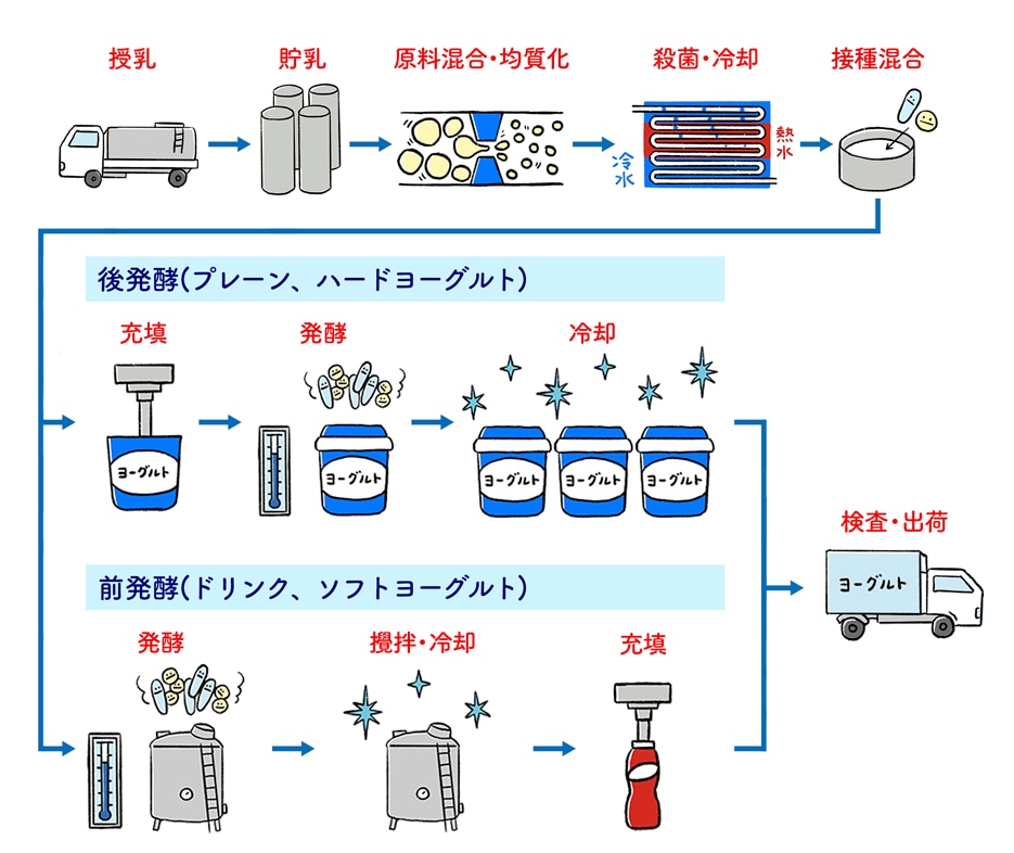 ヨーグルトができるまで ヨーグルト 愛すべき乳 ミルク 食を知る 明治の食育 株式会社 明治