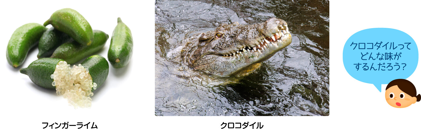 フィンガーライム クロコダイル クロコダイルってどんな味がするんだろう？