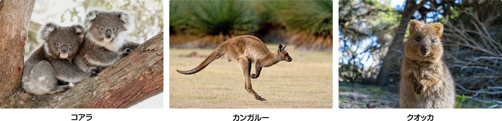 コアラ カンガルー クオッカ