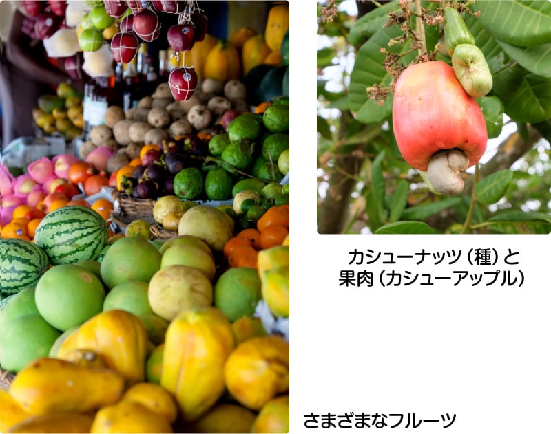 カシューナッツ（種）と果肉（カシューアップル）／さまざまなフルーツ