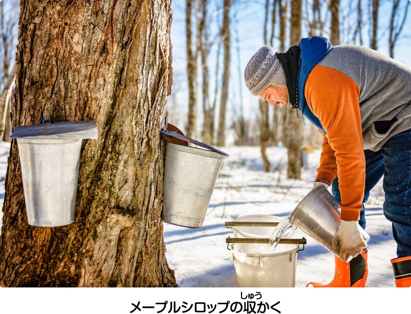 メープルシロップの収かく