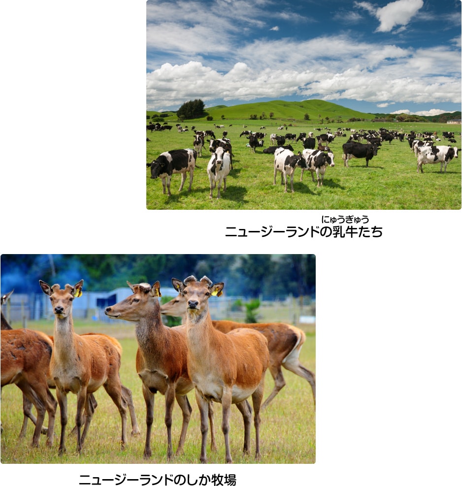 ニュージーランドの乳牛たち／ニュージーランドのしか牧場