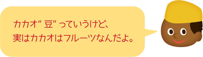 カカオ“豆”っていうけど、実はカカオはフルーツなんだよ。