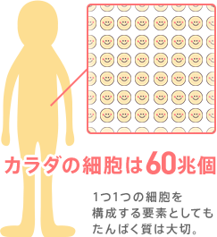 カラダの細胞は60兆個 1つ1つの細胞を構成する要素としてもたんぱく質は大切。