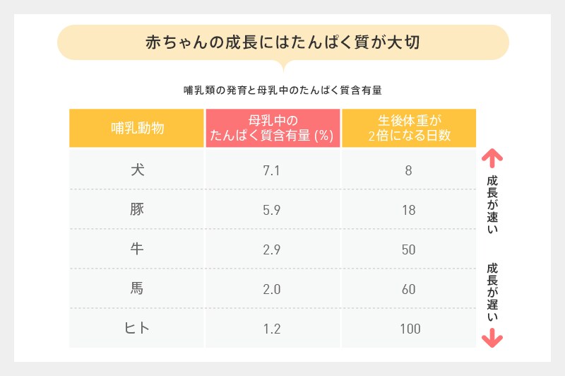 哺乳類の発育と母乳中のたんぱく質含有量 赤ちゃんの成長にはたんぱく質が大切