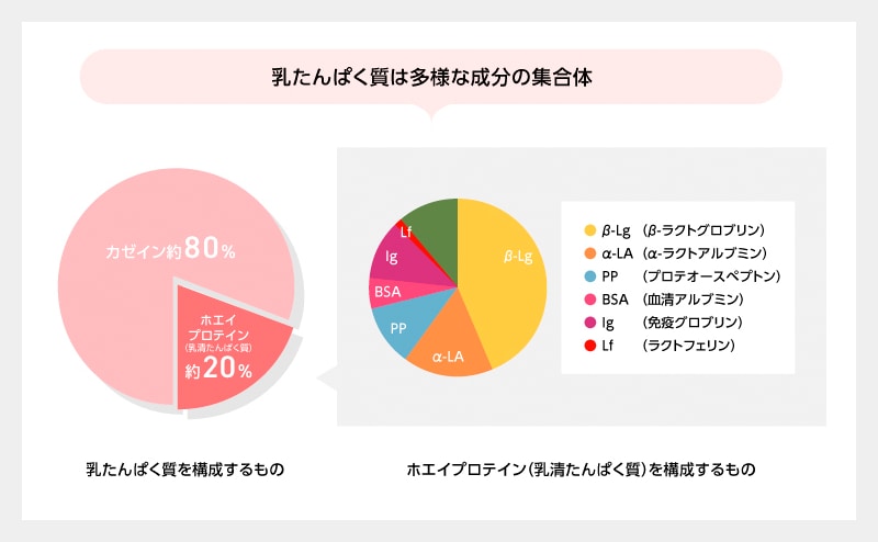 ミルクプロテインは多様な成分の集合体