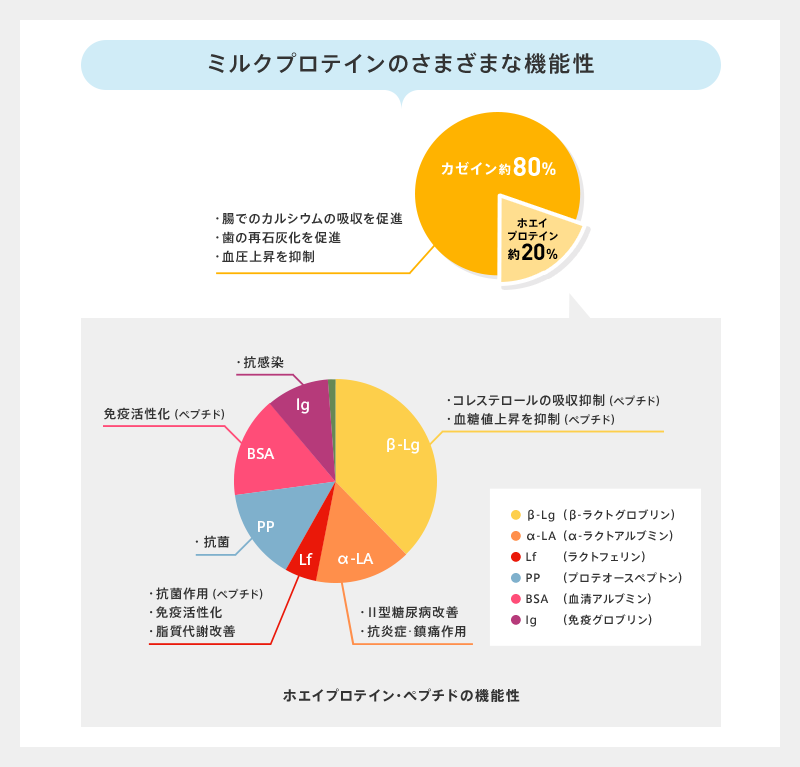 ミルクプロテインのさまざまな機能性