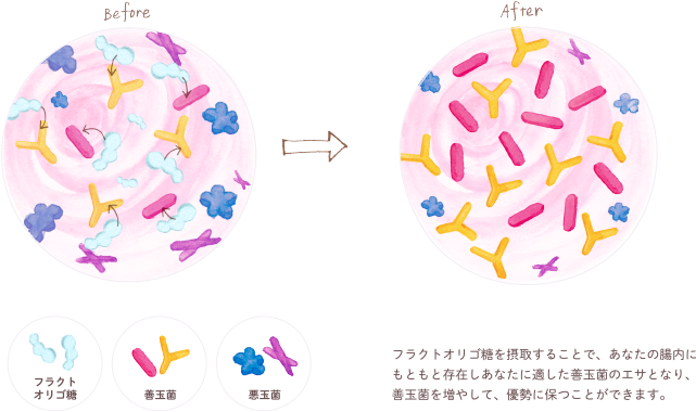 大腸内拡大図（イメージ）