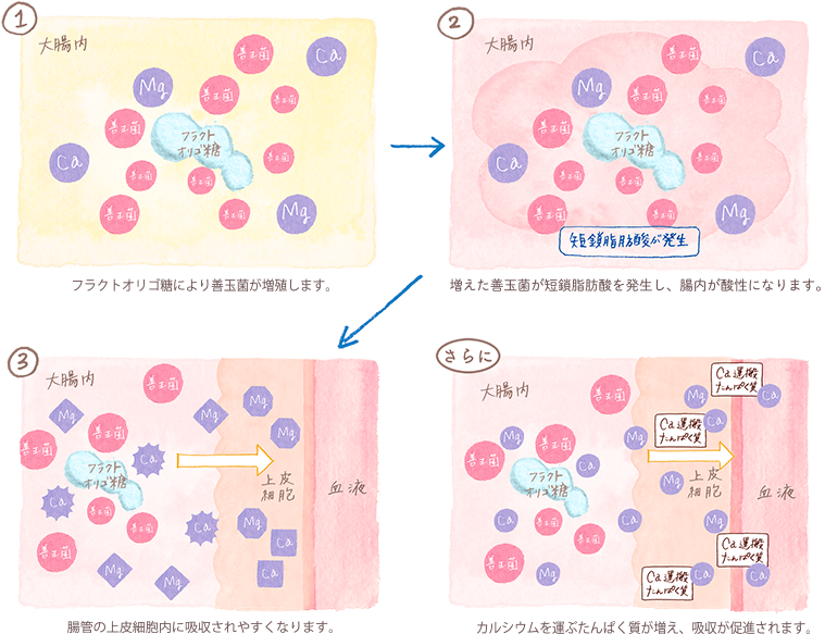 フラクトオリゴ糖を摂取した場合