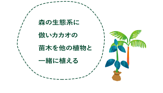 森の生態系に倣いカカオの苗木を他の植物と一緒に植える