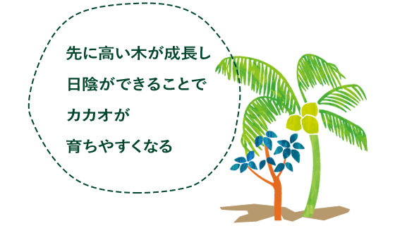 先に高い木が成長し日陰ができることでカカオが育ちやすくなる