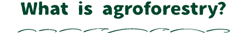 What is agroforestry?