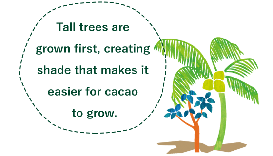Tall trees are grown first, creating shade that makes it easier for cacao to grow.