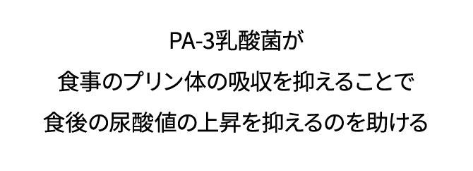 PA-3乳酸菌が食事のプリン体の吸収を抑えることで食後の尿酸値の上昇を抑えるのを助ける