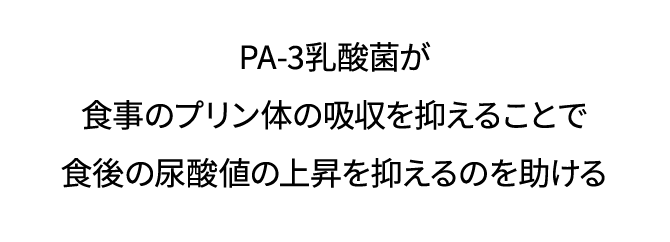 PA-３乳酸菌が食後の尿酸値の上昇を抑える