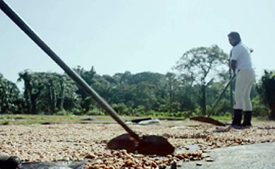 カカオの収穫～カカオ豆の発酵 イメージ画像3