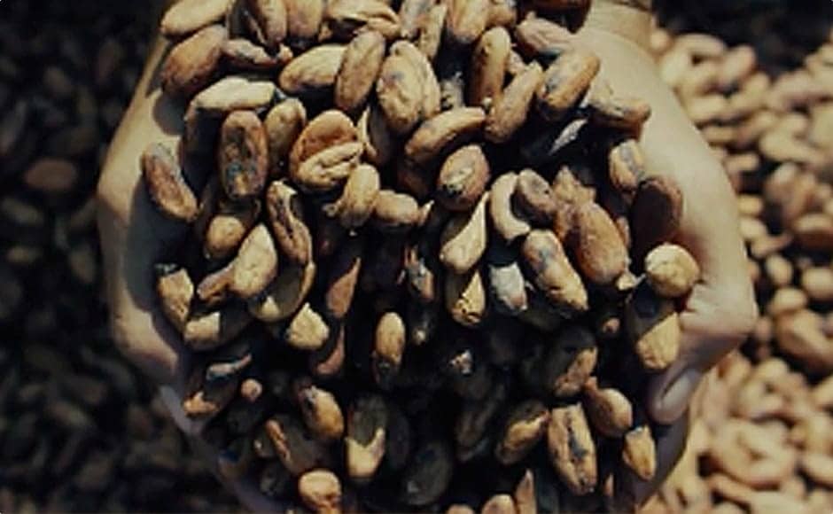 カカオの収穫～カカオ豆の発酵 イメージ画像4